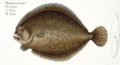 Rombo (Pleuronectes Maximus) tavola XLIX da 
